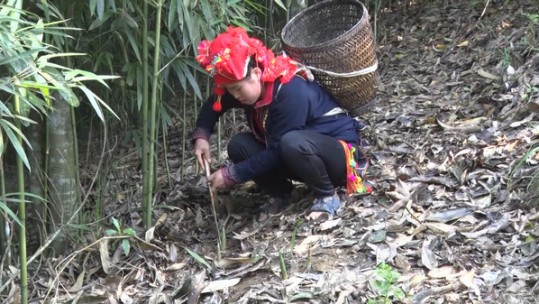 Nông dân vùng cao Văn Bàn gia tăng thu nhập từ cây măng sặt