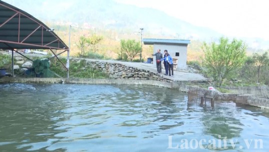 Diện tích thủy sản toàn tỉnh Lào Cai đạt hơn 2.200 ha