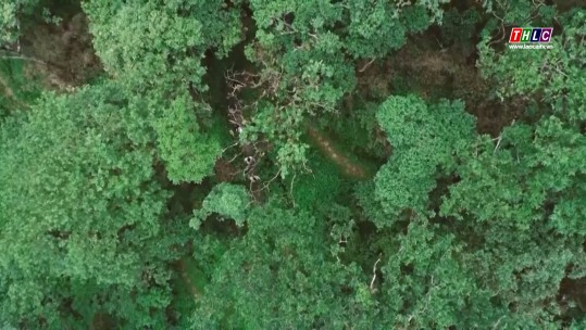 Triển khai công bố hiện trạng rừng năm 2023