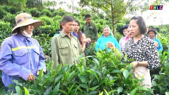 Lào Cai đào tạo nghề nông nghiệp cho gần 4.500 lao động