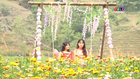 Trồng hoa làm du lịch ở Si Ma Cai