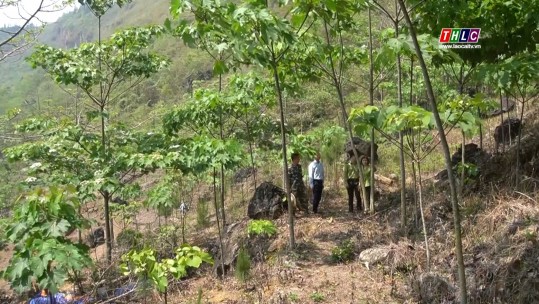 Phát triển rừng ở Mường Khương - xanh hóa vành đai biên giới