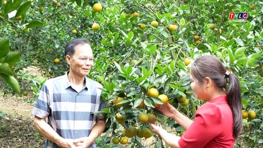 Hiệu quả từ cây cam V2 ở Phúc Khánh