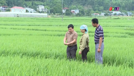 Nông nghiệp - Nông thôn: Nông nghiệp - Phát triển nông thôn (16/4/2024)