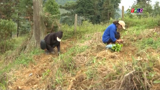 Nông dân xã Pha Long trồng xen canh cây ngắn ngày với cây chè