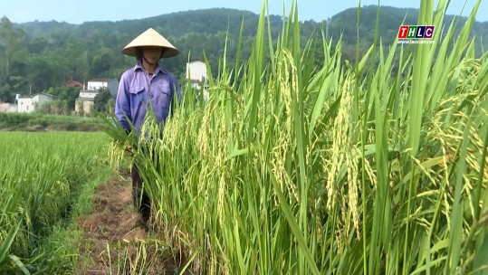 Bảo tồn các giống lúa đặc sản Lào Cai