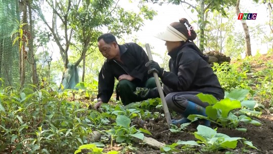 Đảng viên tiên phong đưa cây trồng mới về vùng cao Bát Xát
