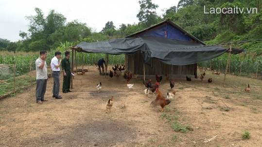 Triển vọng mô hình chăn nuôi gà ri lai thả vườn tại xã Quang Kim