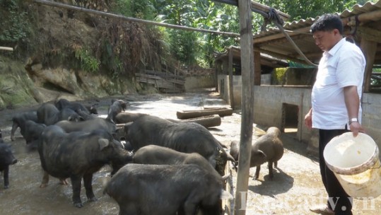 Người dân Nậm Pung có thu nhập cao từ nuôi lợn đen bản địa