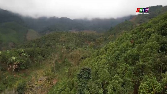 Bảo Yên phấn đấu là huyện đầu tiên của Lào Cai thực hiện tín chỉ carbon