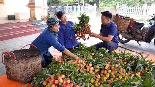 Nông dân Thái Niên thu nhập cao từ trồng vải