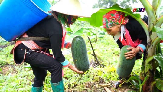 Nông dân xã Thanh Bình vào vụ thu hoạch dưa hấu