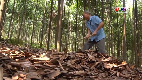 Nông dân Bảo Thắng thu 5,5 tỷ đồng từ khai thác rừng trồng