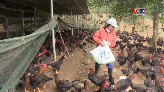 Lào Cai nâng cao hiệu quả công tác phòng, chống dịch bệnh trong chăn nuôi