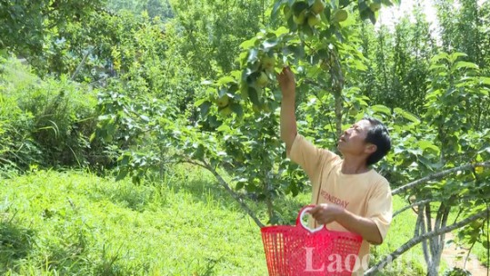 Si Ma Cai sản xuất cây ăn quả theo hướng hữu cơ