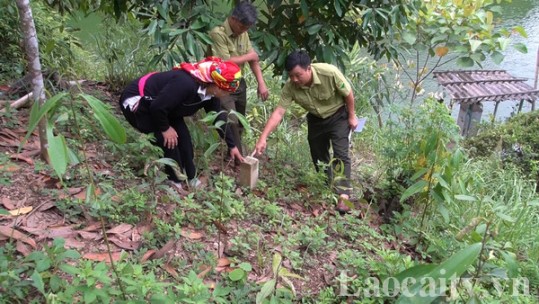 Hàng nghìn héc-ta đất rừng ở Bảo Yên được quy chủ
