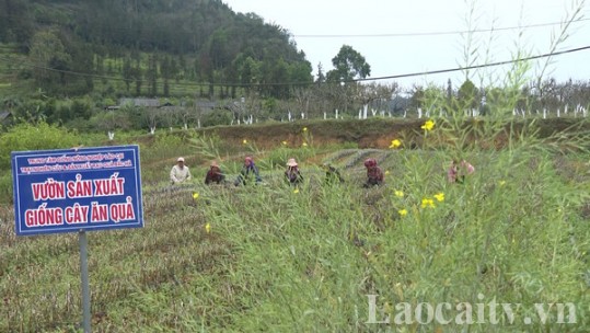 Trung tâm Giống nông nghiệp Lào Cai cung cấp ra thị trường 37.000 giống cây ăn quả ôn đới