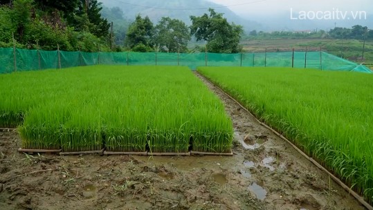 Liên kết sản xuất gạo Séng cù Mường Vi theo chuỗi giá trị