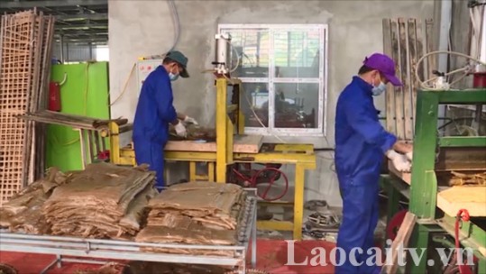 Tỉnh Lào Cai hỗ trợ phát triển kinh tế tập thể