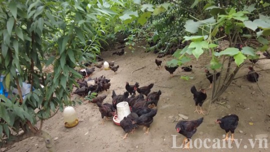 Nông dân Bảo Yên thu hơn 71 tỷ đồng từ chăn nuôi gà