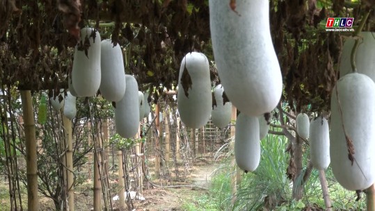 Triển vọng mô hình trồng bí thơm xã Khánh Yên Thượng