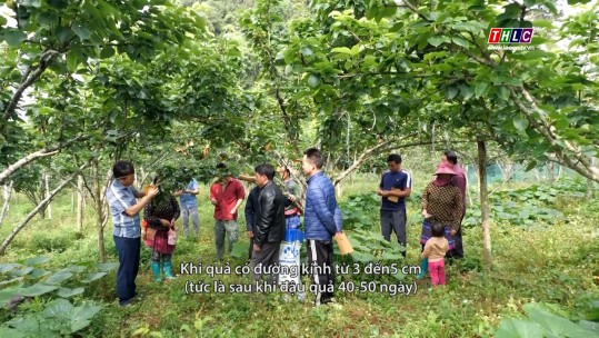 Phóng sự tài liệu (tiếng Mông): Mô hình mẫu về trồng, thâm canh cây ăn quả ôn đới gắn với phát triển du lịch sinh thái