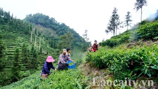 Nghị quyết 10 thúc đẩy kinh tế nông nghiệp tăng trưởng bền vững