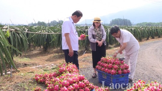 Thanh long tiếp tục rớt giá trong mùa mưa