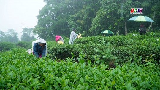 Xây dựng liên kết bền vững trong phát triển vùng chè Cao Sơn