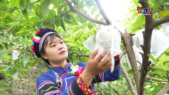 Vườn na VietGAP của người phụ nữ Phù Lá