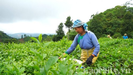 Tạo việc làm cho người lao động nông thôn từ sản xuất chè