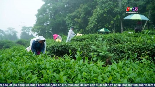 Phát triển bền vững: Lao động và xã hội (08/8/2024)