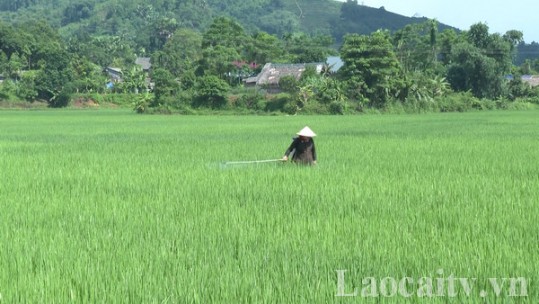 Chủ động phòng, chống bệnh đạo ôn trên lúa mùa