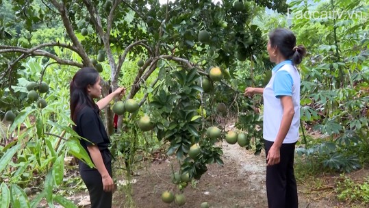 Chi Hội trưởng phụ nữ làm kinh tế giỏi