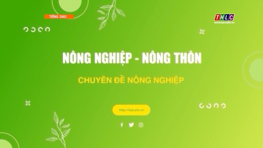 Nông nghiệp - Nông thôn tiếng Dao: Chuyên đề nông nghiệp (12/8/2024)