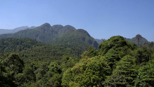 Tăng cường kiểm soát sa nhân, thảo quả dưới tán rừng tự nhiên