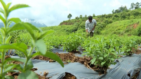 Cây cỏ ngọt trên đất Mường Hum