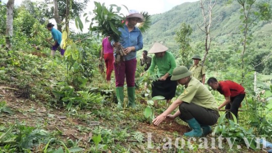 Tăng cường trồng rừng và cây xanh phân tán