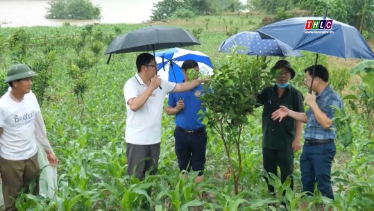 Thời sự Lào Cai 19h50 (24/8/2024)