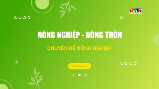 Nông nghiệp - Nông thôn tiếng Mông (25/8/2024)