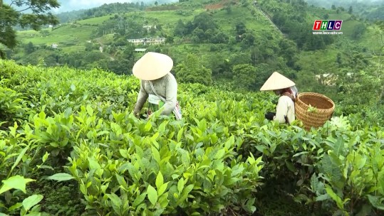 Thời sự Lào Cai 22h00 (25/8/2024)