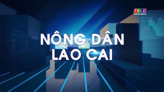 Kết đoàn: Nông dân Lào Cai (31/8/2024)