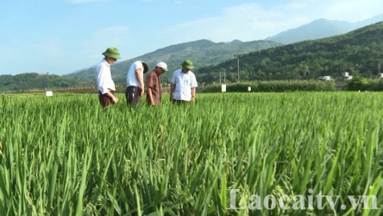 Lúa giống Lào Cai cung ứng đến 28 tỉnh, thành phố