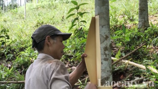 Nông dân bước vào vụ bóc vỏ quế