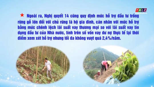 Hỗ trợ đầu tư trồng rừng sản xuất và phát triển lâm sản ngoài gỗ