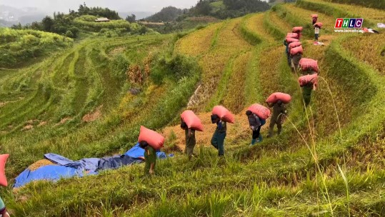 Giúp Nhân dân thu hoạch lúa mùa trước bão