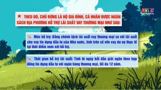 Chính sách hỗ trợ đầu tư trồng rừng gỗ lớn