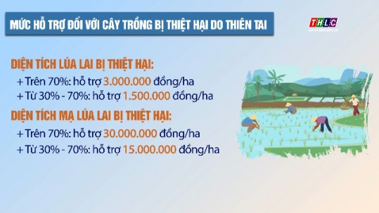 Mức hỗ trợ đối với cây trồng bị thiệt hại do thiên tai