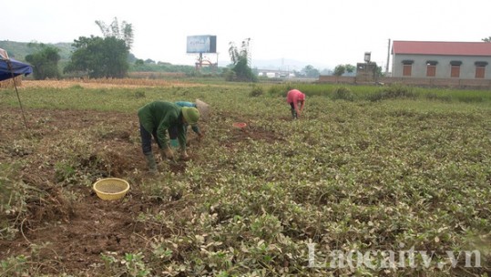 Khôi phục vùng sản xuất nông nghiệp thiệt hại do thiên tai