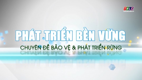 Phát triển bền vững: Bảo vệ & Phát triển rừng (19/9/2024)